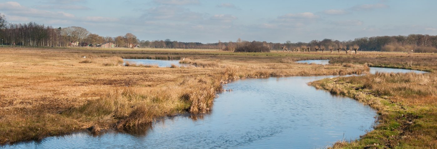 Hart van Het Groene Woud