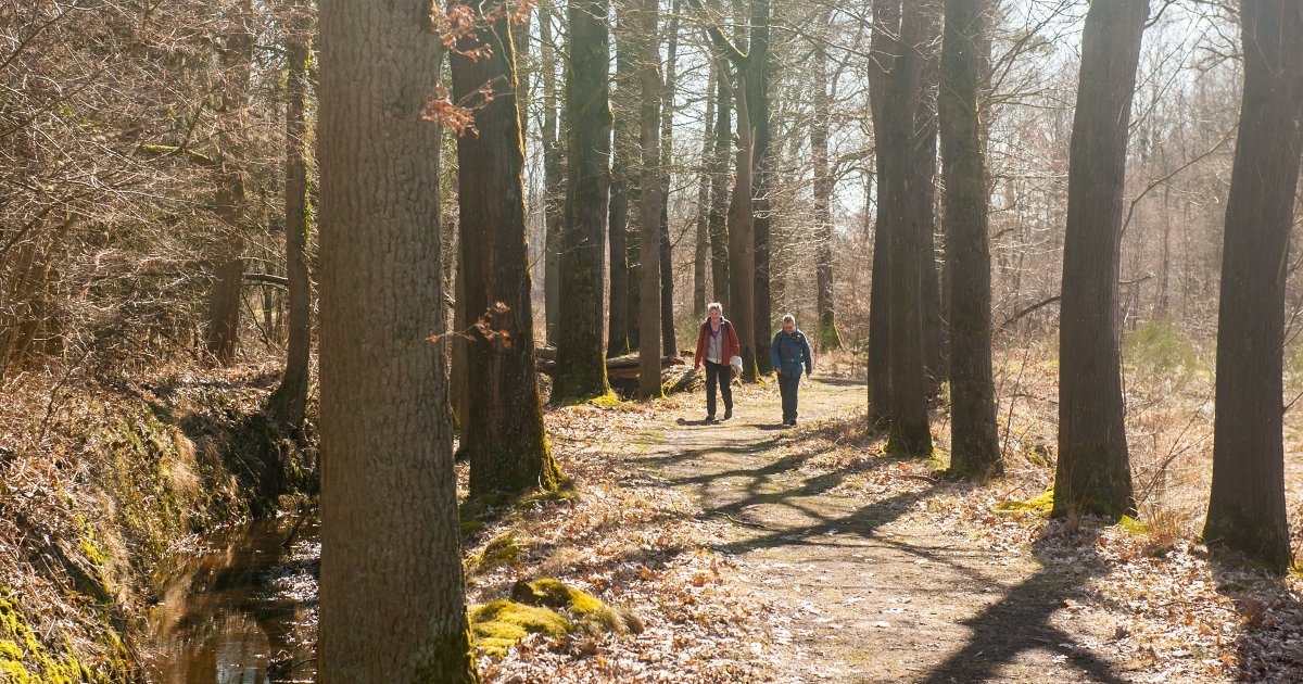 Hart van Het Groene Woud - NS-wandeling | Dagje Uit | NS