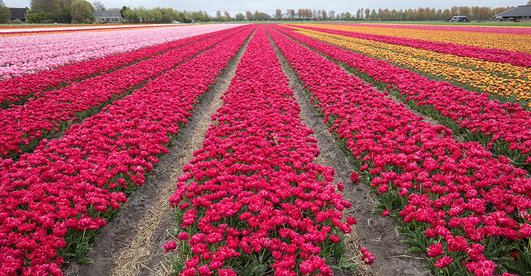 7x bollenvelden in bloei en bloemenweides in Nederland NS